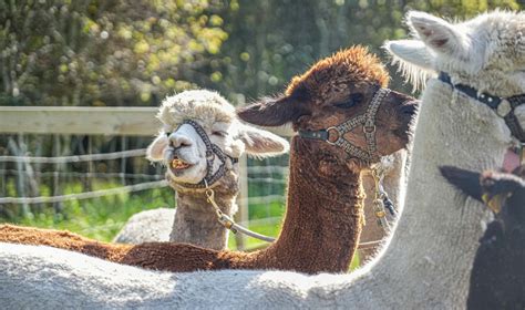 g tur med alpaca kbenhavn|VIP Alpaca